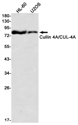 Cullin 4A Rabbit mAb